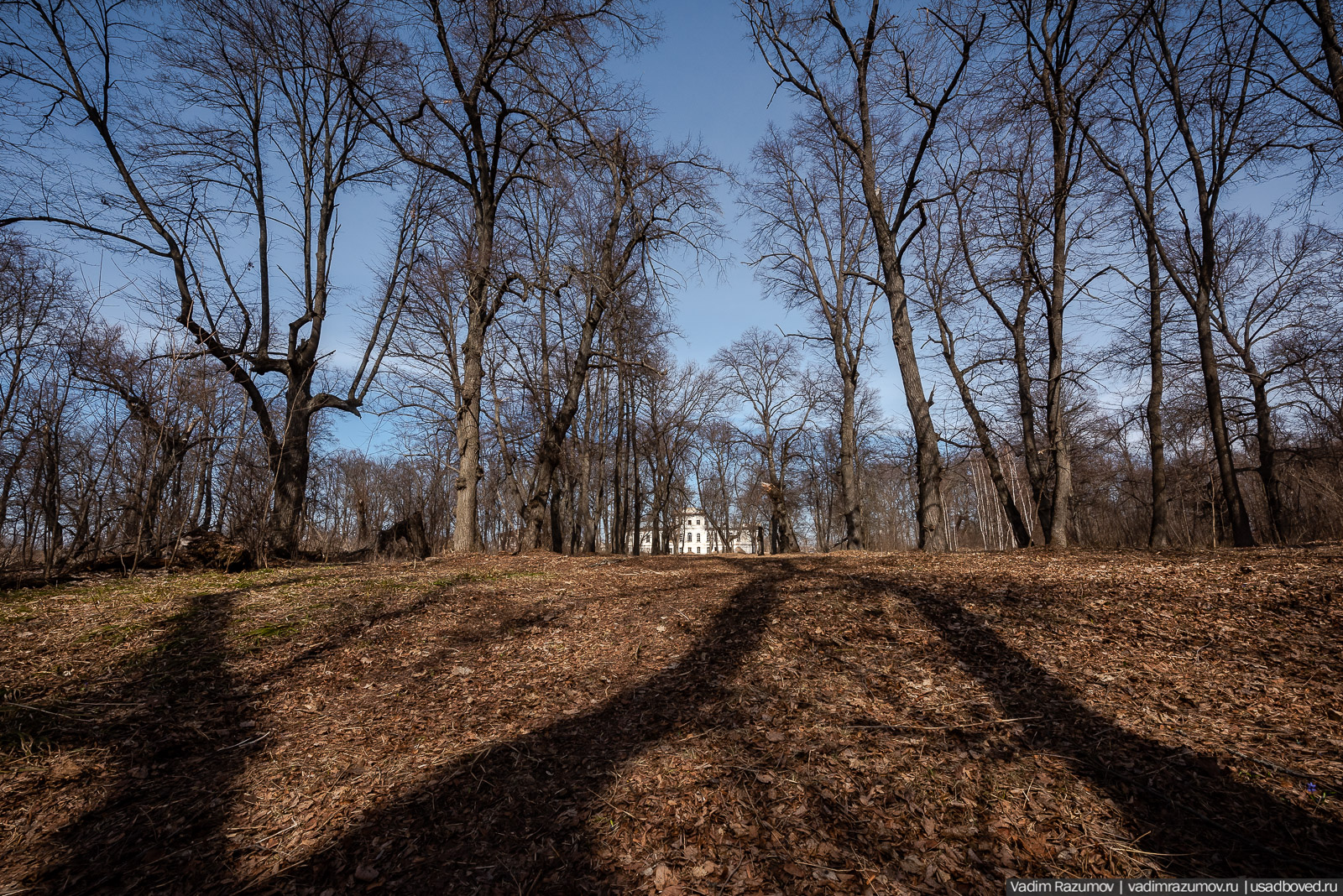 Пролески в усадьбе Репец, Задонский район, Липецкая область