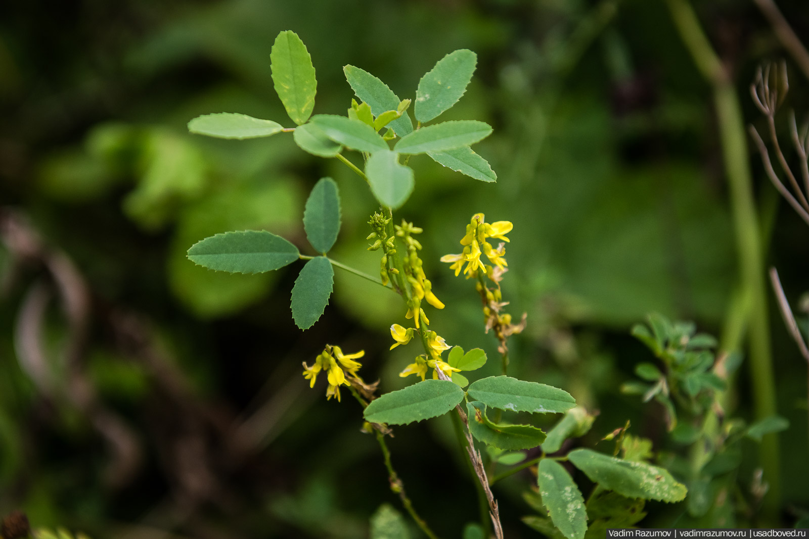 Городище Луковня, Подольское море