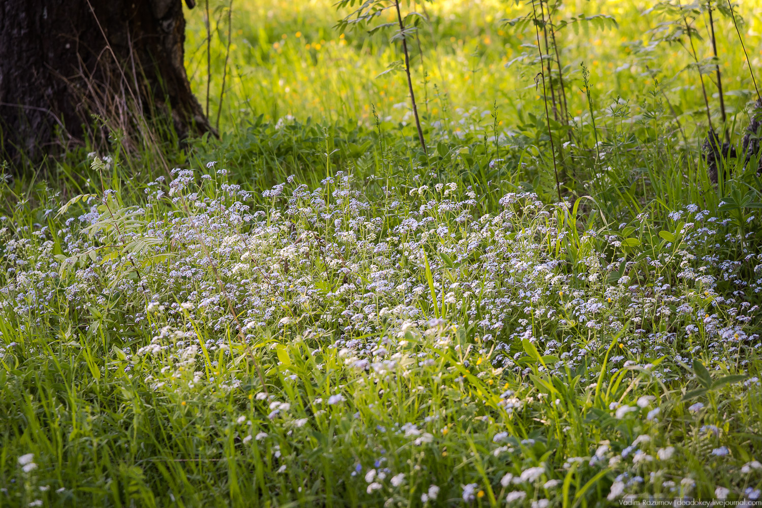 усадьба Воронино