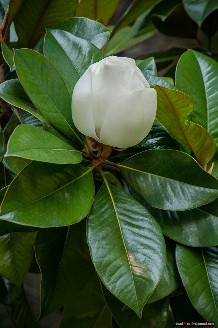 Юсуповский дворец в Кореизе, Крым