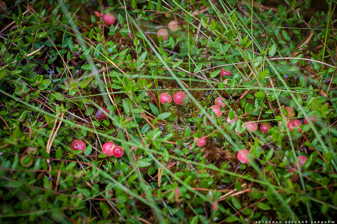 Экоэлектричка на родину журавлей в Талдомский район