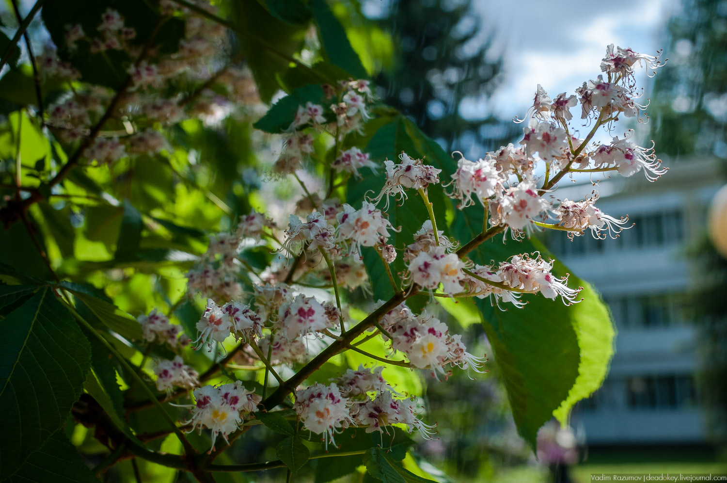 усадьба Валуево в мае