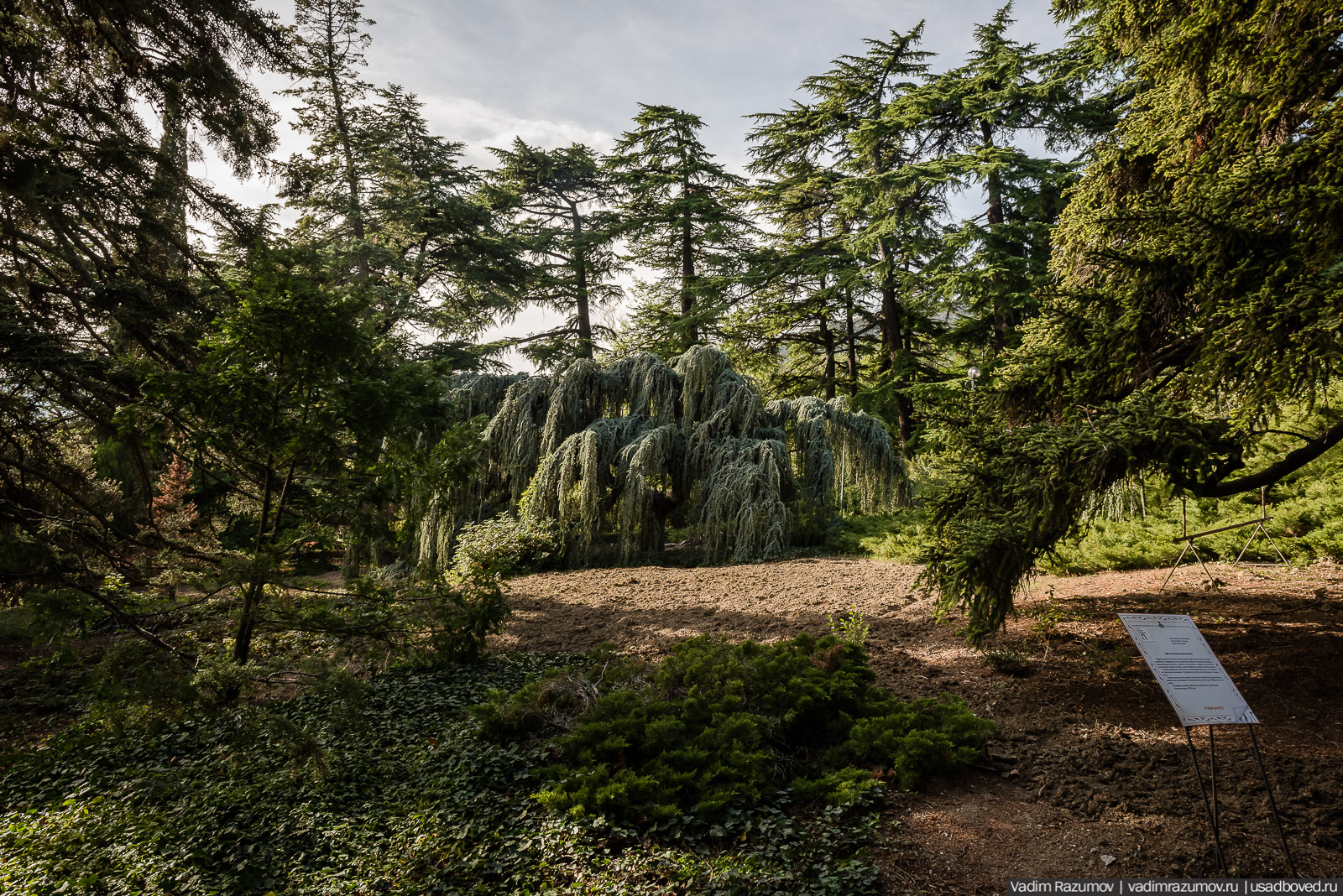 Никитский ботанический сад