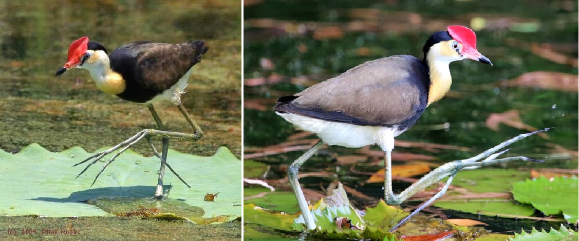 Птица с длинными пальцами своими, самка, канале, сколько, птенцов, случае, крыльями, детенышей, прячет, греет, сушит, вылавливает, листьев, падают, малыши, воспитания, отложив, насиживания, задача, возложена