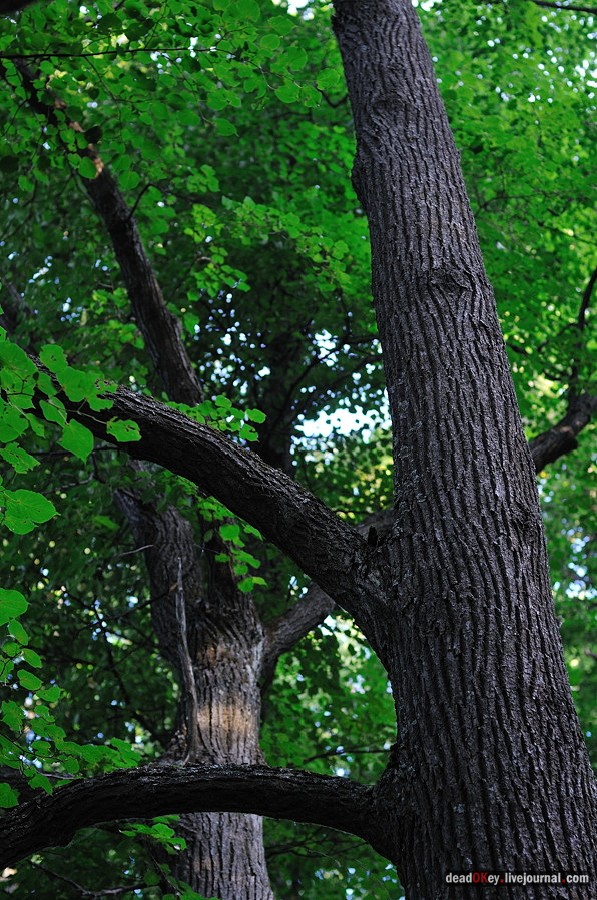 усадьба Клины