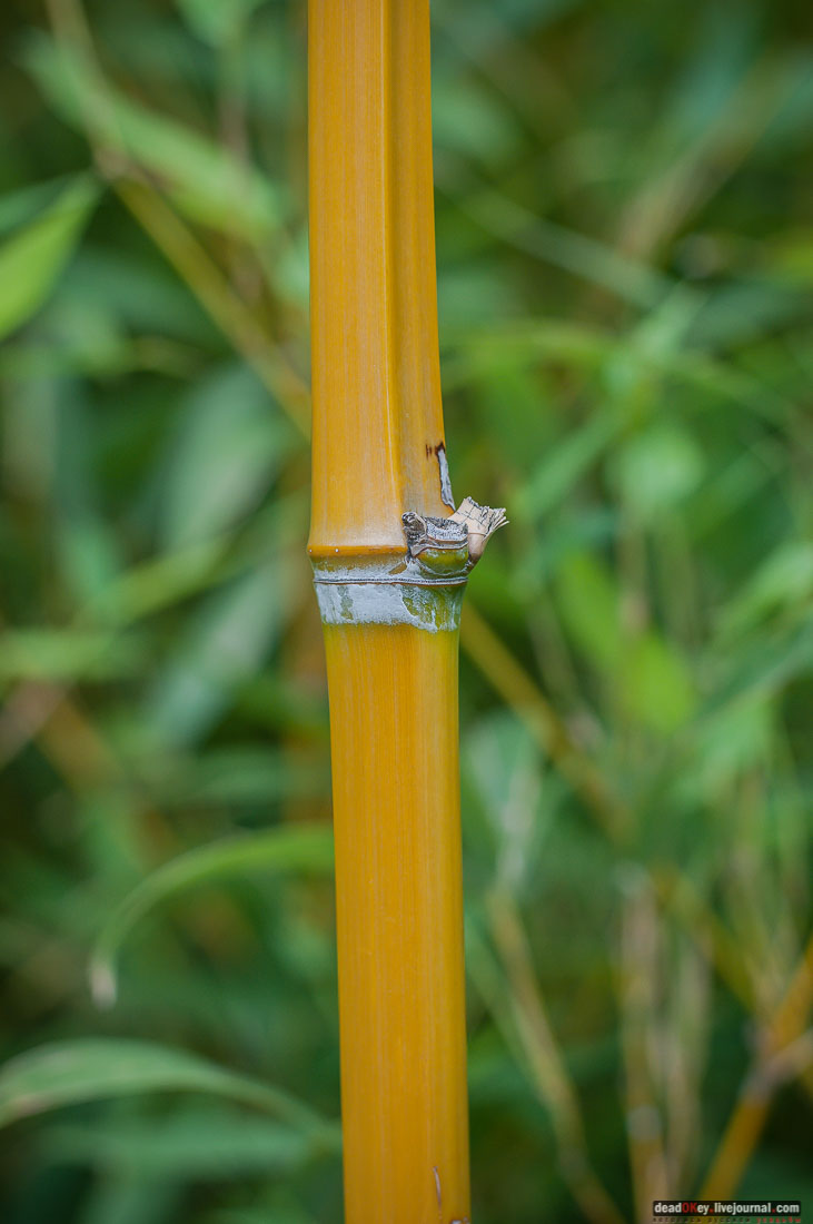 Юсуповский дворец в Кореизе, Крым