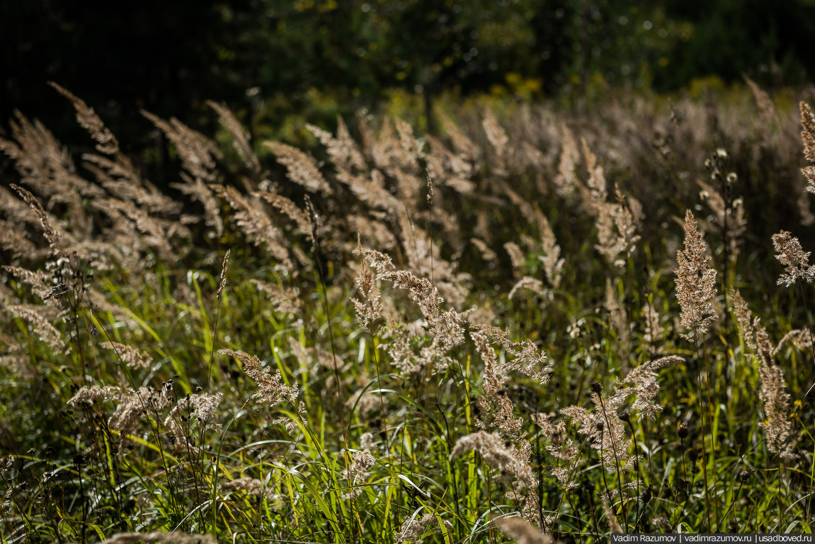 Городище Луковня, Подольское море