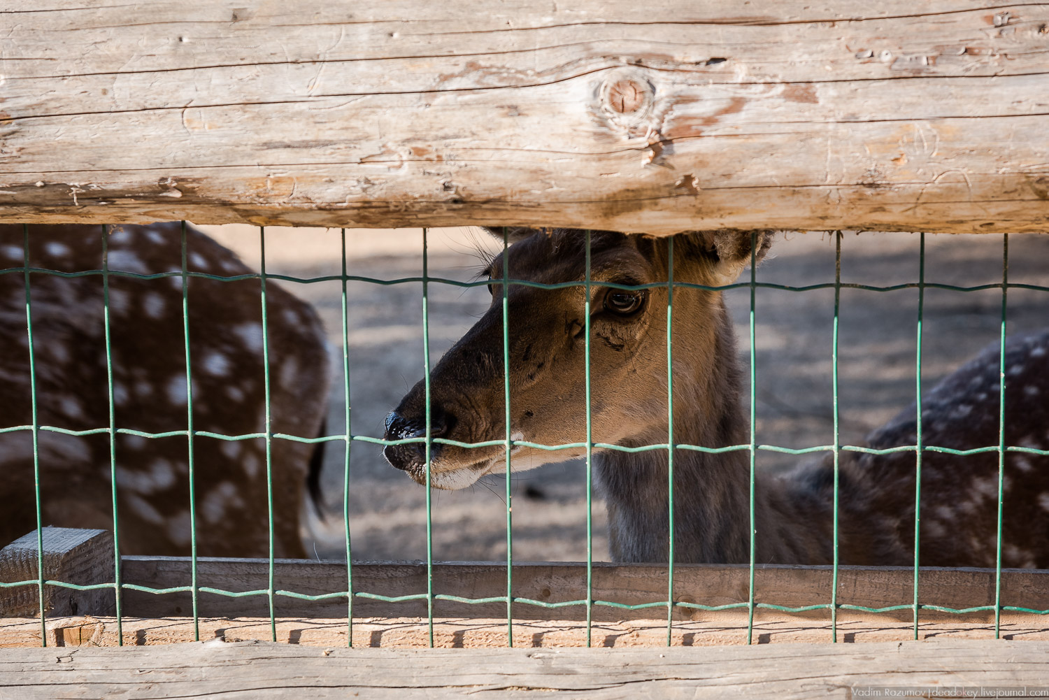 Экоэлектричка. Совиный фестиваль