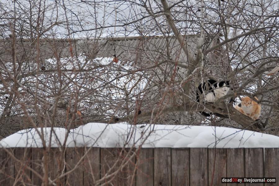 усадьба Старо-Никольское