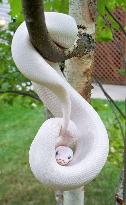 76685568_602172607193801_1151567541936586752_o (430x700, 52Kb)