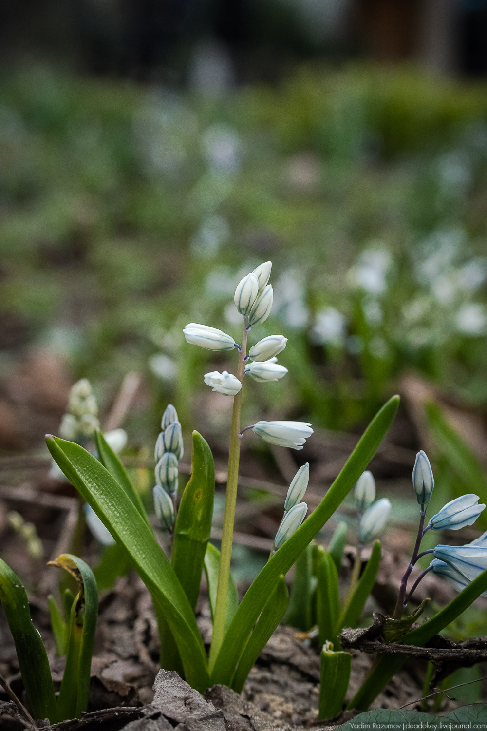 Продснежники в Аптекарском огороде