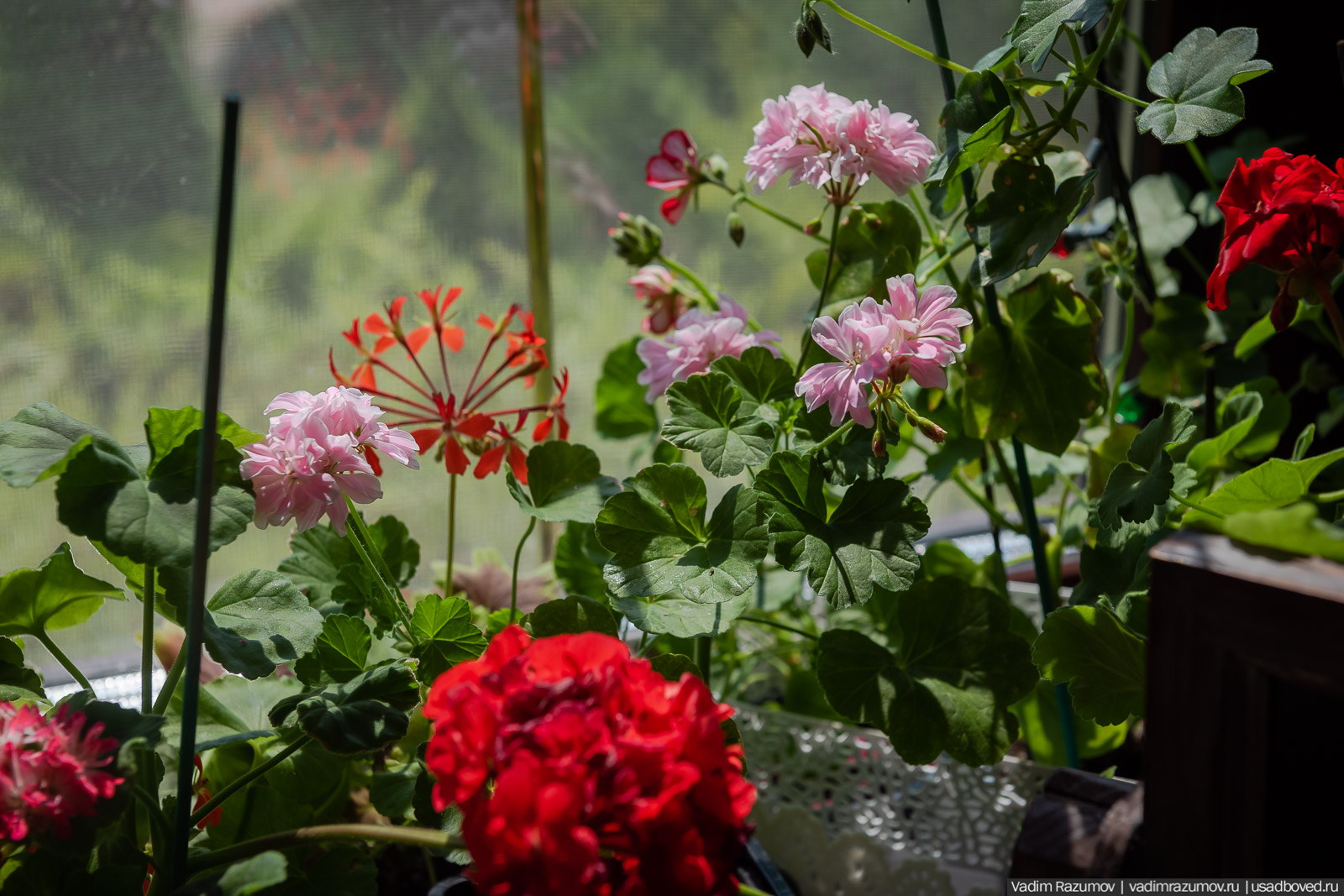 Пеларгония, герань, Вадим Разумов