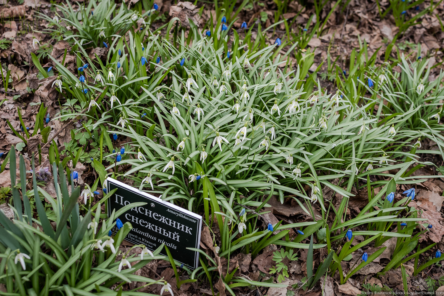 Продснежники в Аптекарском огороде