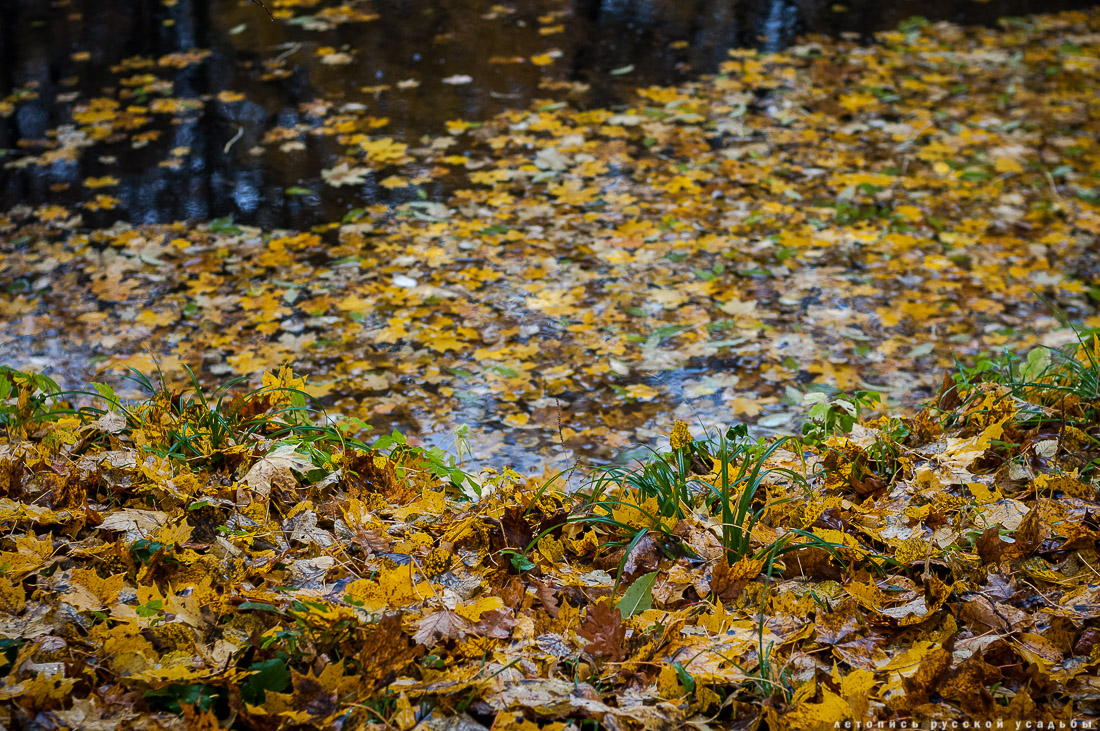 усадьба Ясная Поляна Льва Николаевича Толстого, Тульская область, осенью
