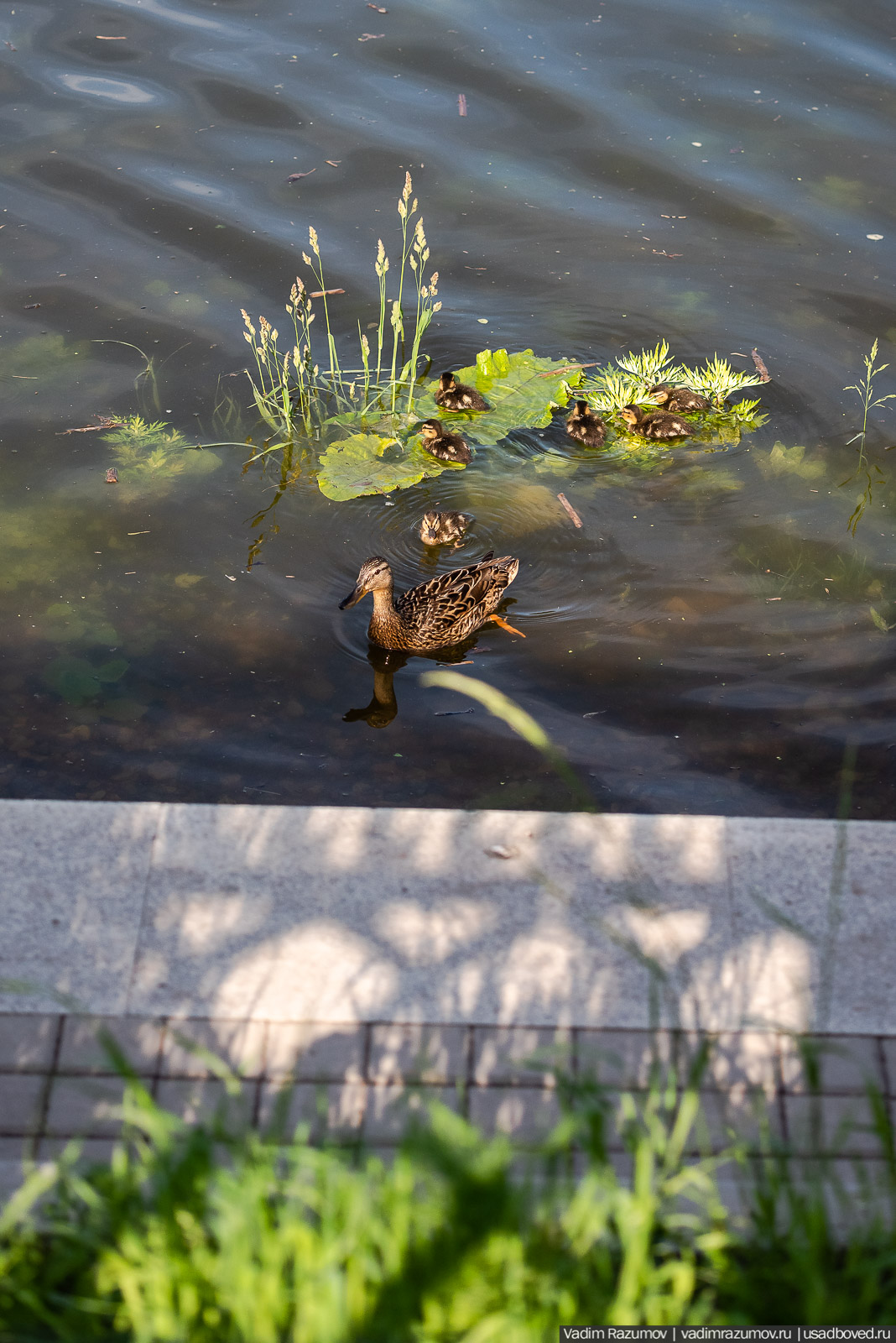 Богородицк, Тульская область