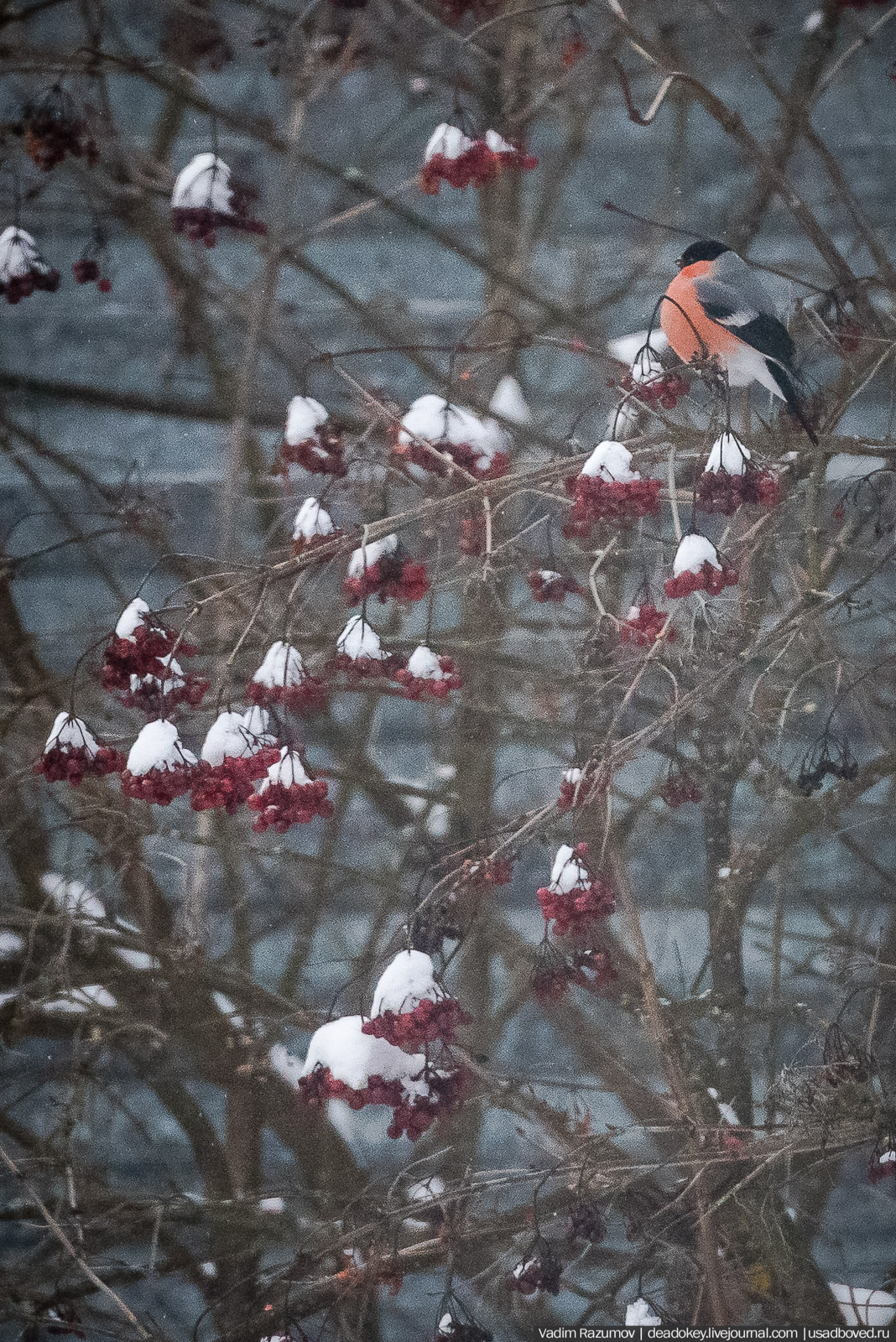 Птицы, парки, синички, снегири