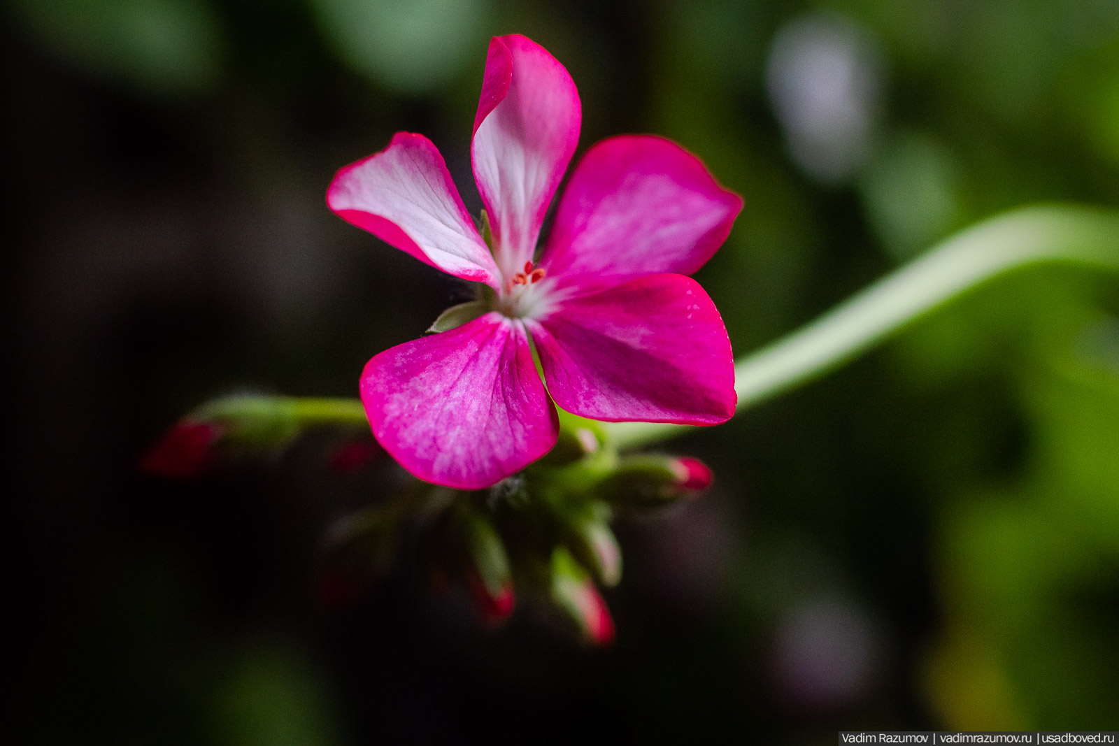 Пеларгония, герань, Вадим Разумов