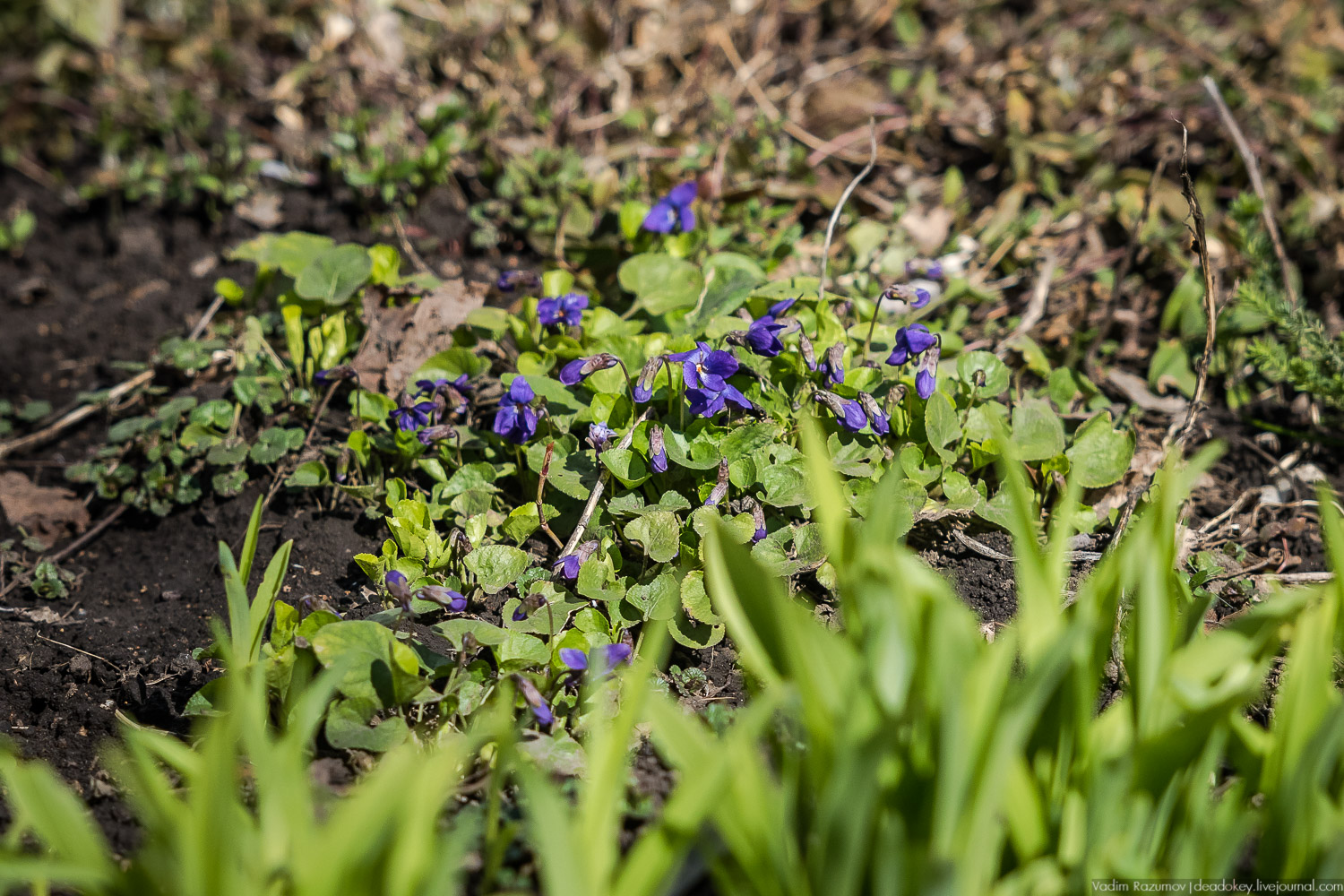 Богородицк, сады горожан