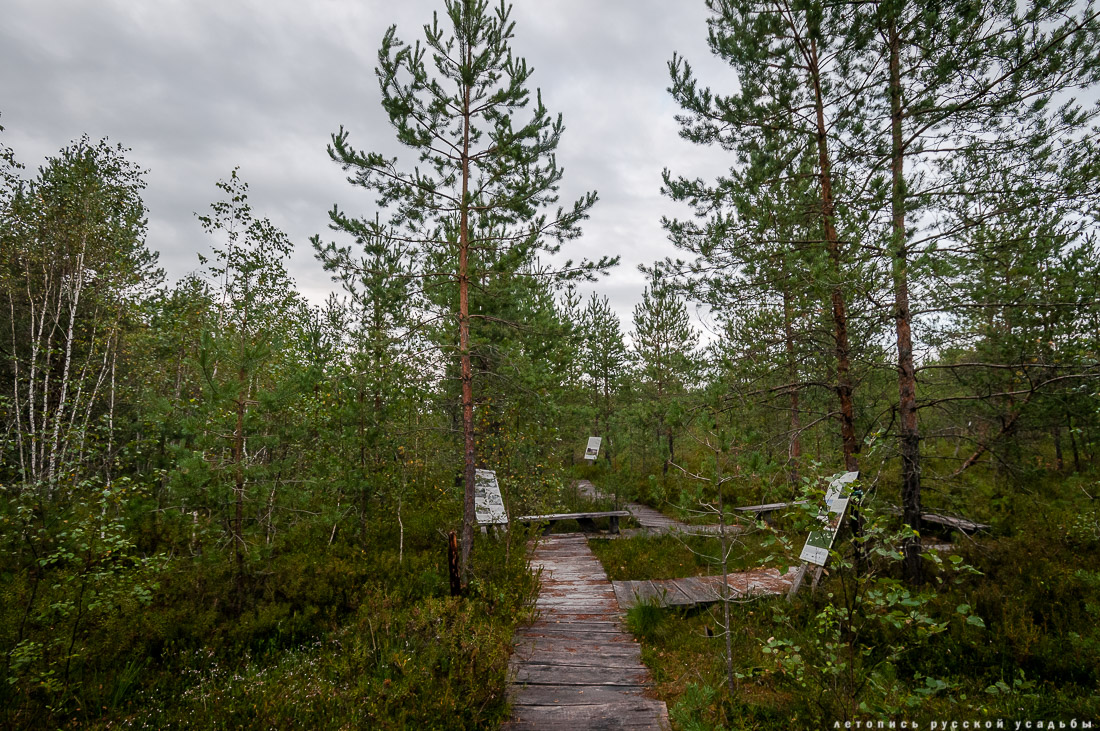 Экоэлектричка на родину журавлей в Талдомский район