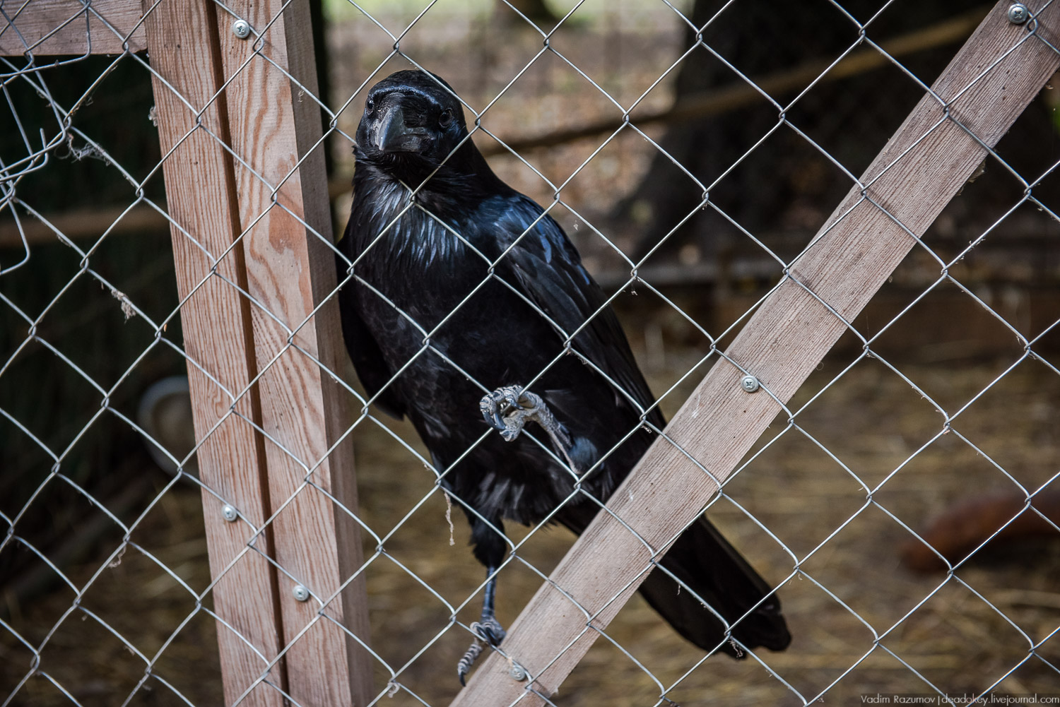 Алексеевская роща, путевой дворец Алексея Михайловича, Лосиный остров, музей охоты