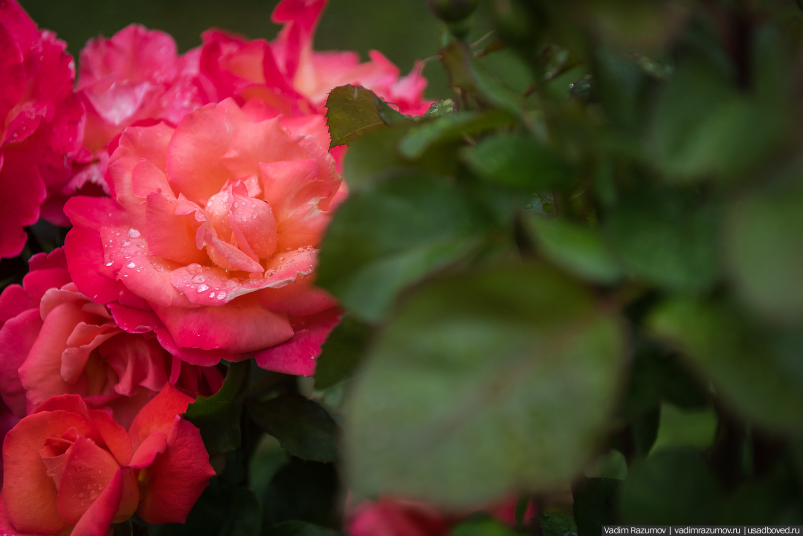 усадьба Марьино Строгановых, розарий, розы, сад