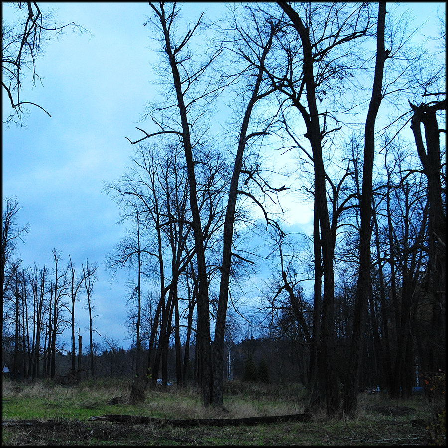 Парковые аллеи в русских усадьбах