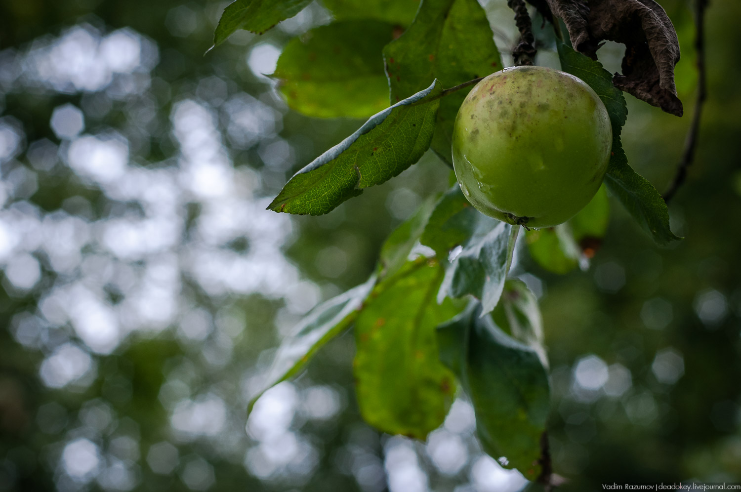 усадьба Дунино, дача Пришвина