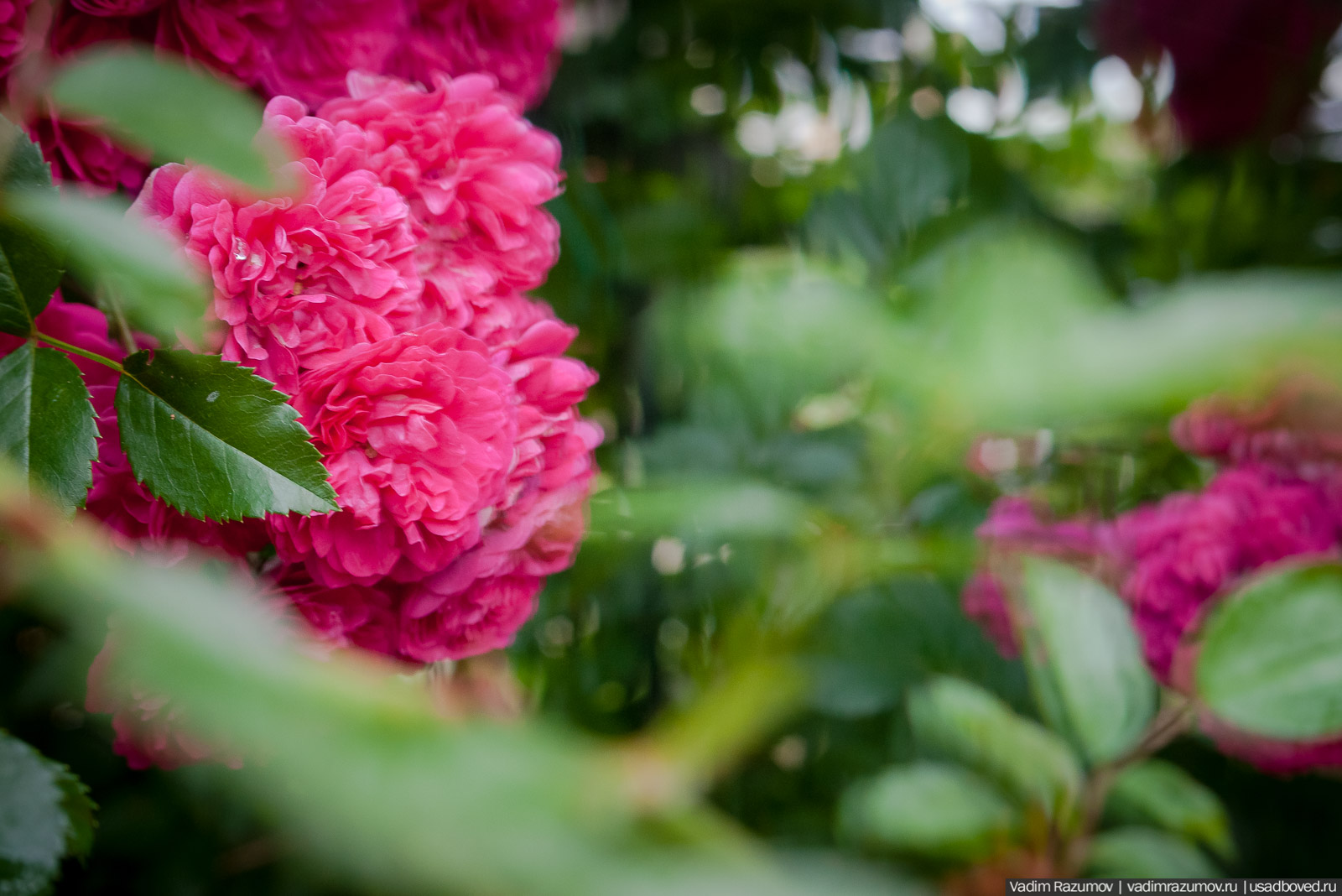 усадьба Марьино Строгановых, розарий, розы, сад