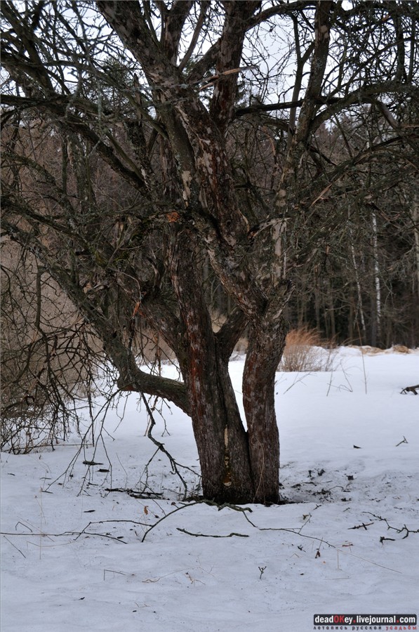 усадьба Воробьево