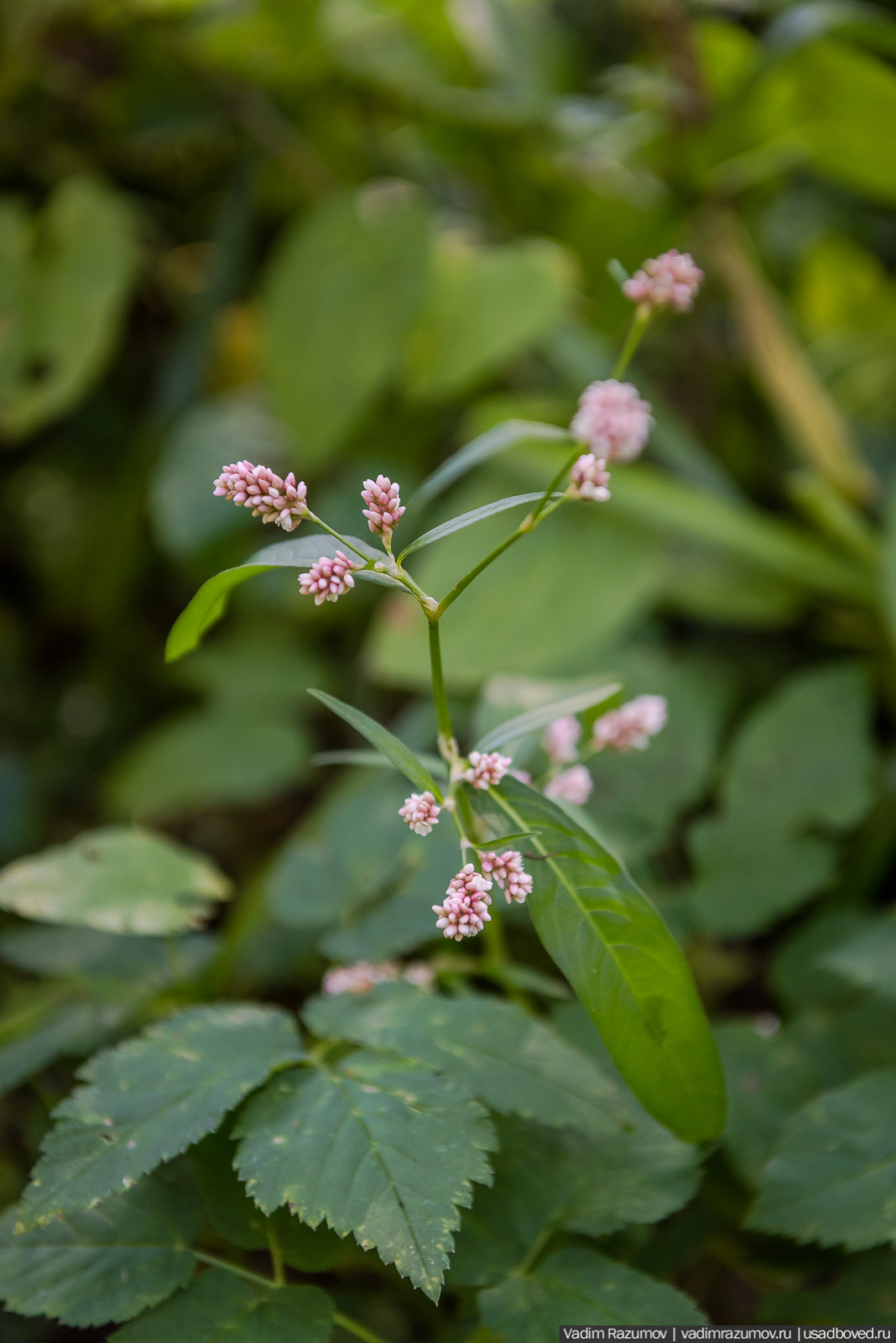 Городище Луковня, Подольское море