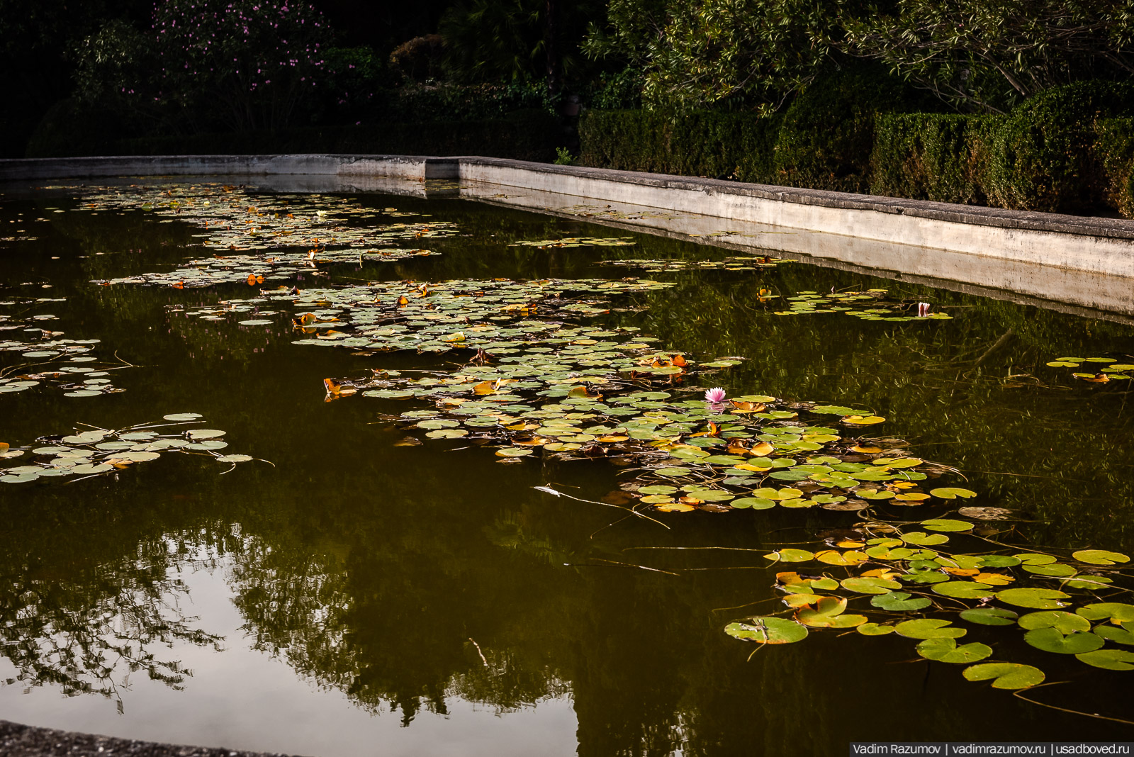 Никитский ботанический сад