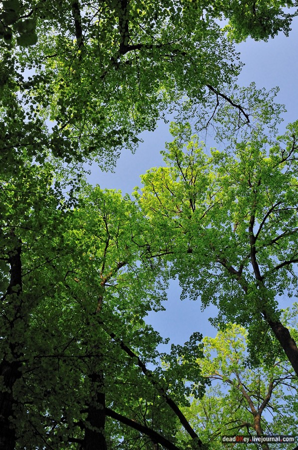 усадьба Мещерское