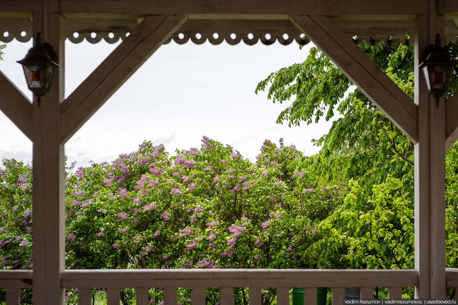 Усадьба фабриканта Думнова в Заречье, Владимирская область. Цветение сирени, сады
