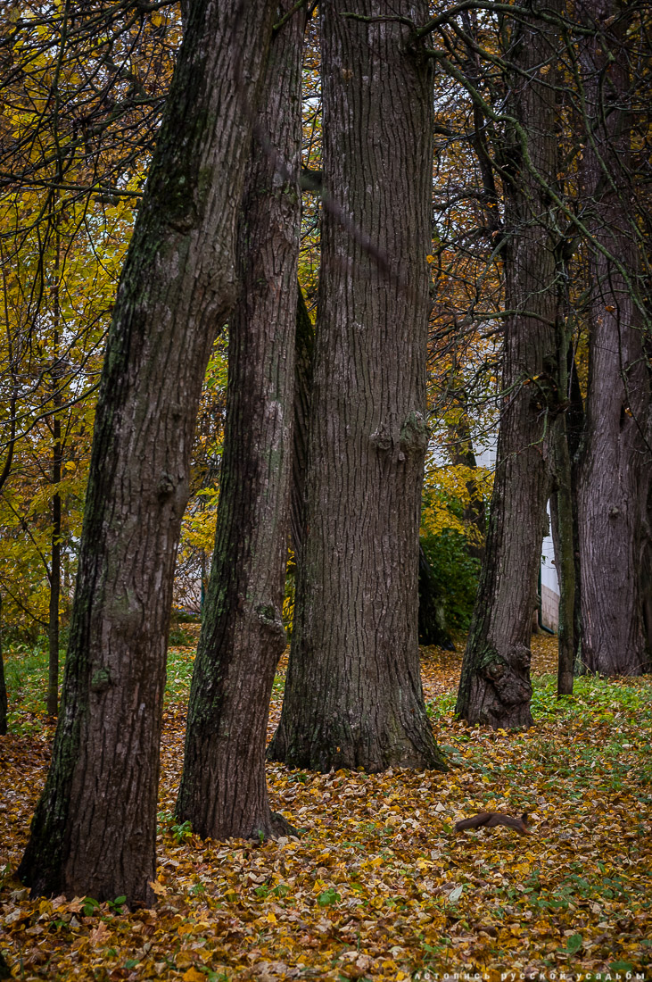 усадьба Ясная Поляна Льва Николаевича Толстого, Тульская область, осенью