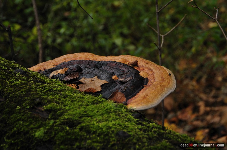 усадьба Жуково