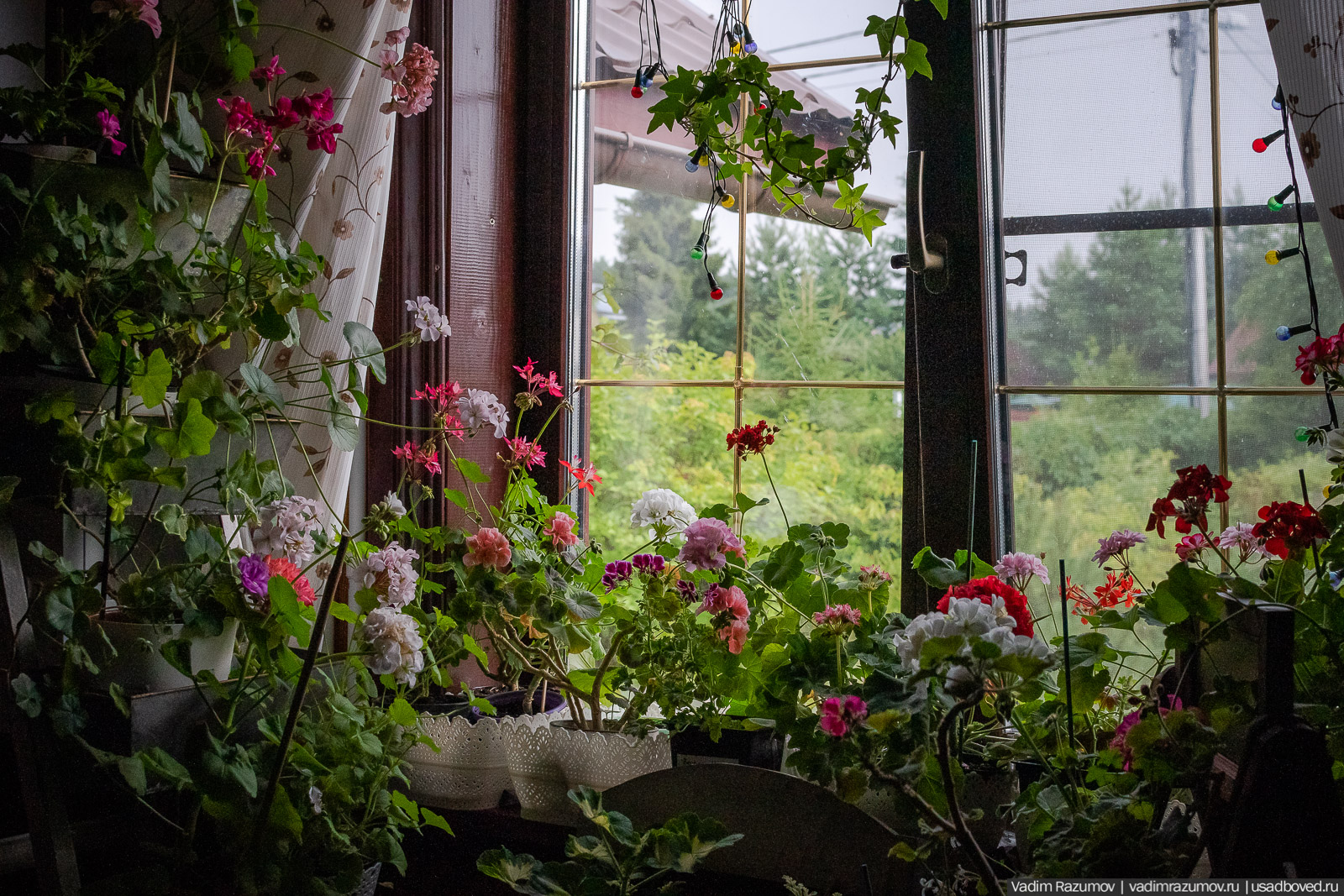 Пеларгония, герань, Вадим Разумов