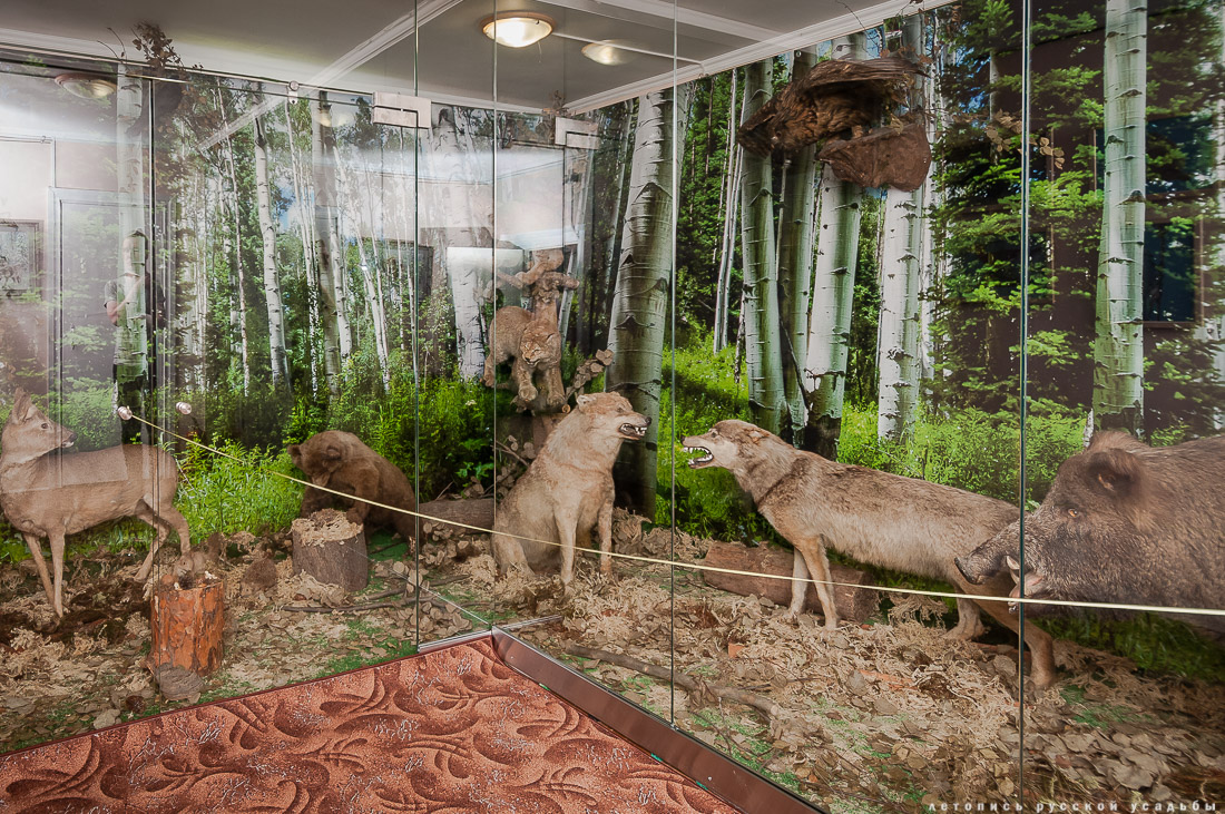 Экоэлектричка на родину журавлей в Талдомский район