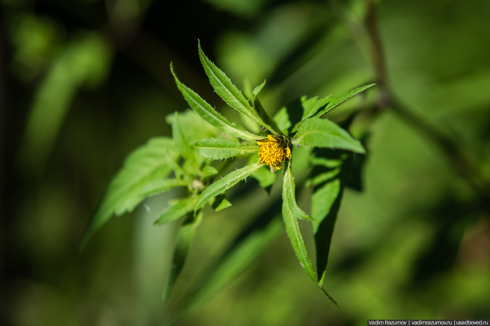 Усадьба Заболотье, парк, курганы, Долгопрудный, Москва