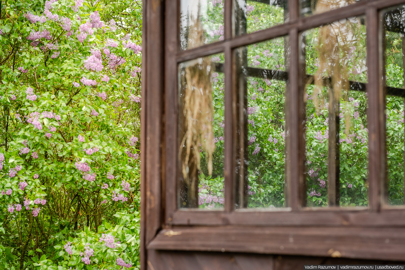 Усадьба фабриканта Думнова в Заречье, Владимирская область. Цветение сирени, сады