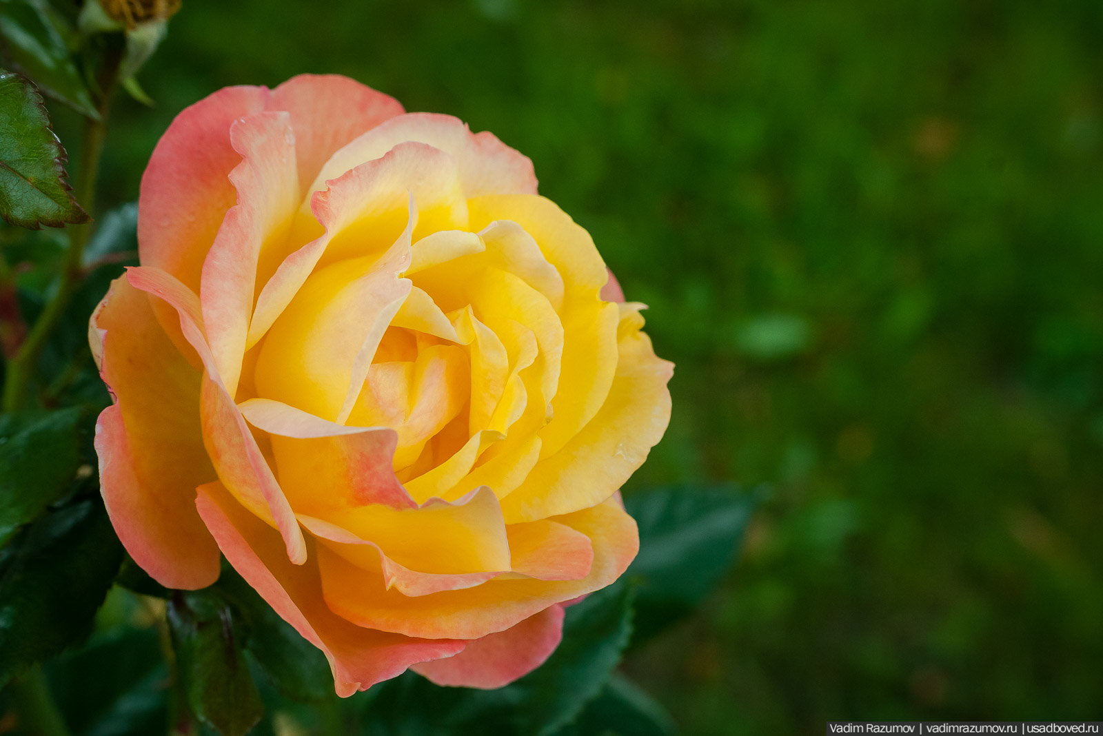 усадьба Марьино Строгановых, розарий, розы, сад