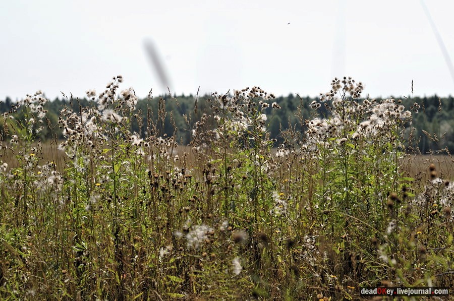 усадьба Хомяково