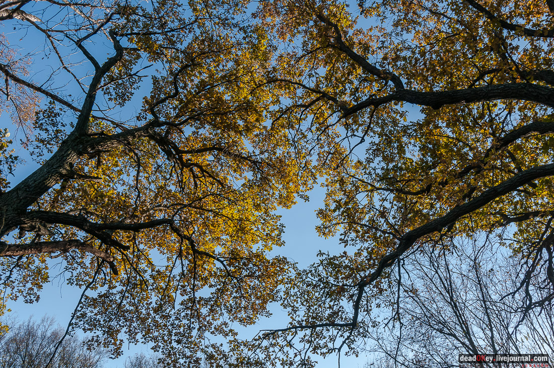 усадьба Полибино