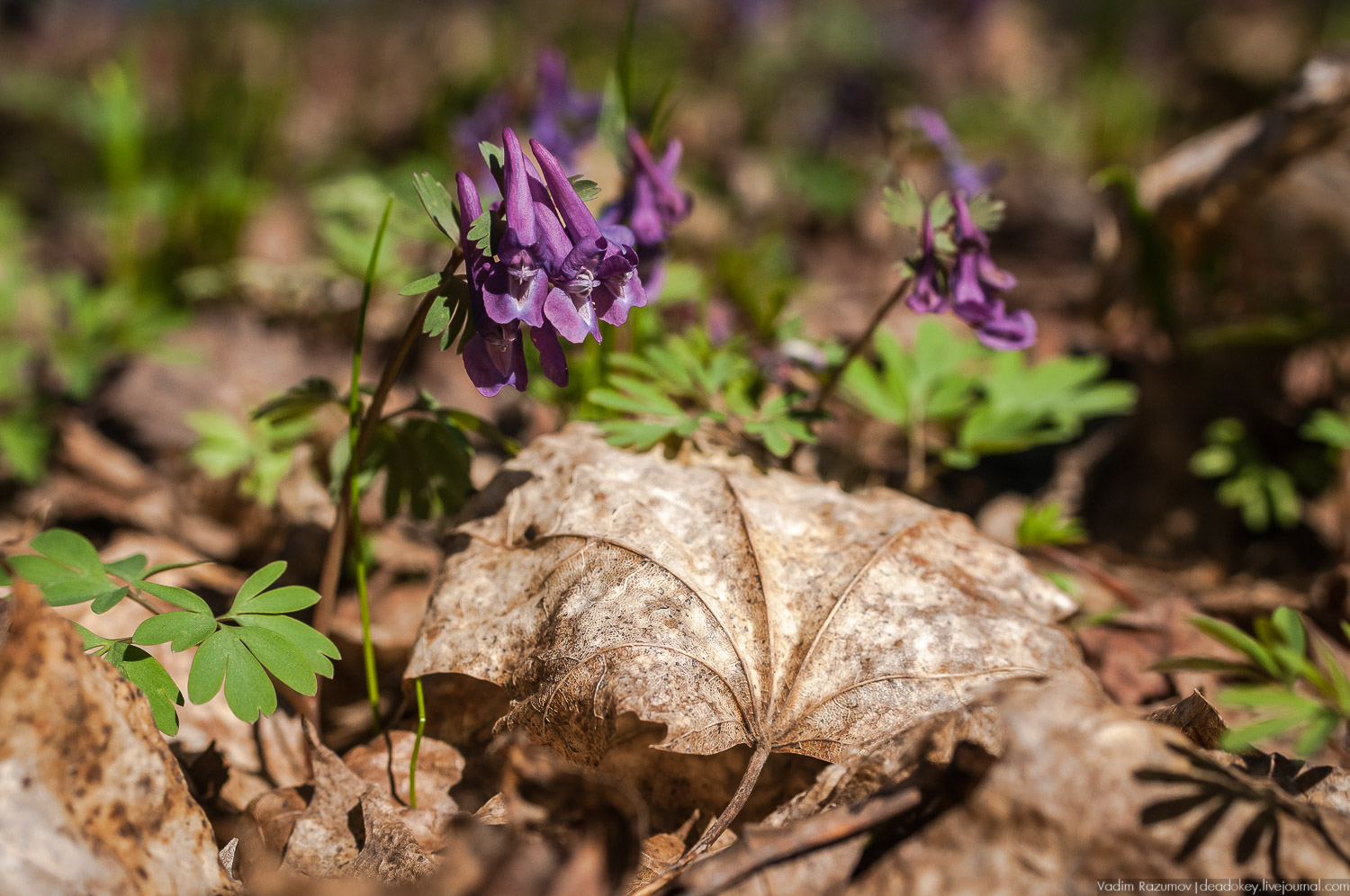 Богородицк, Тульская область, цветение подснежников, хохлатка