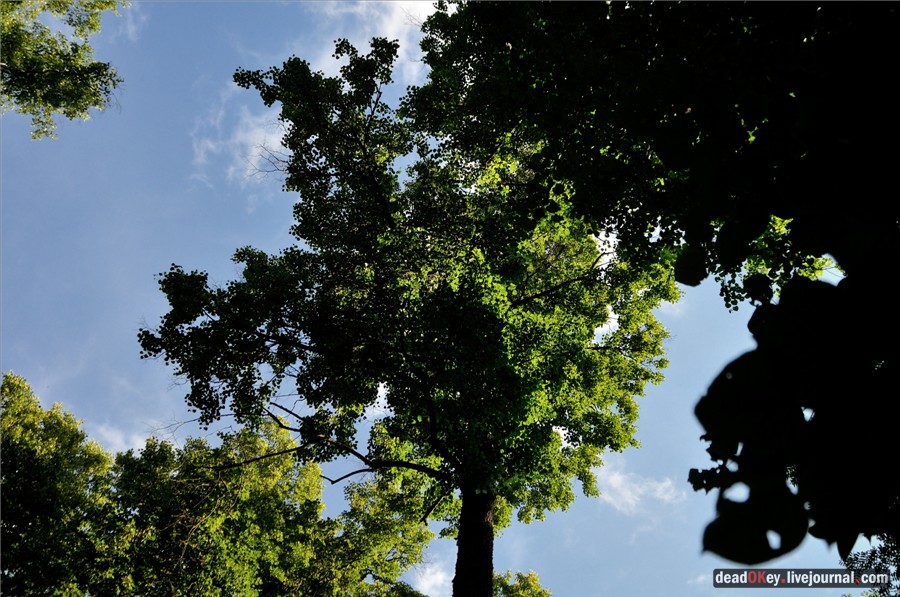 усадьба Дубки