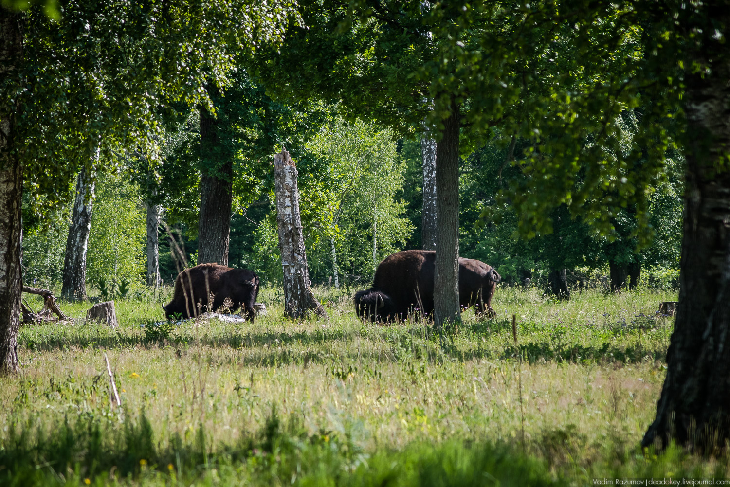 Экоэлектричка. Волонтерский поезд к зубрам в Приокский террасный заповедник