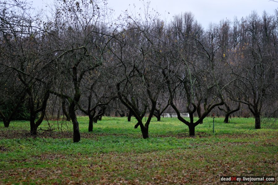 усадьба Горки Ленинские