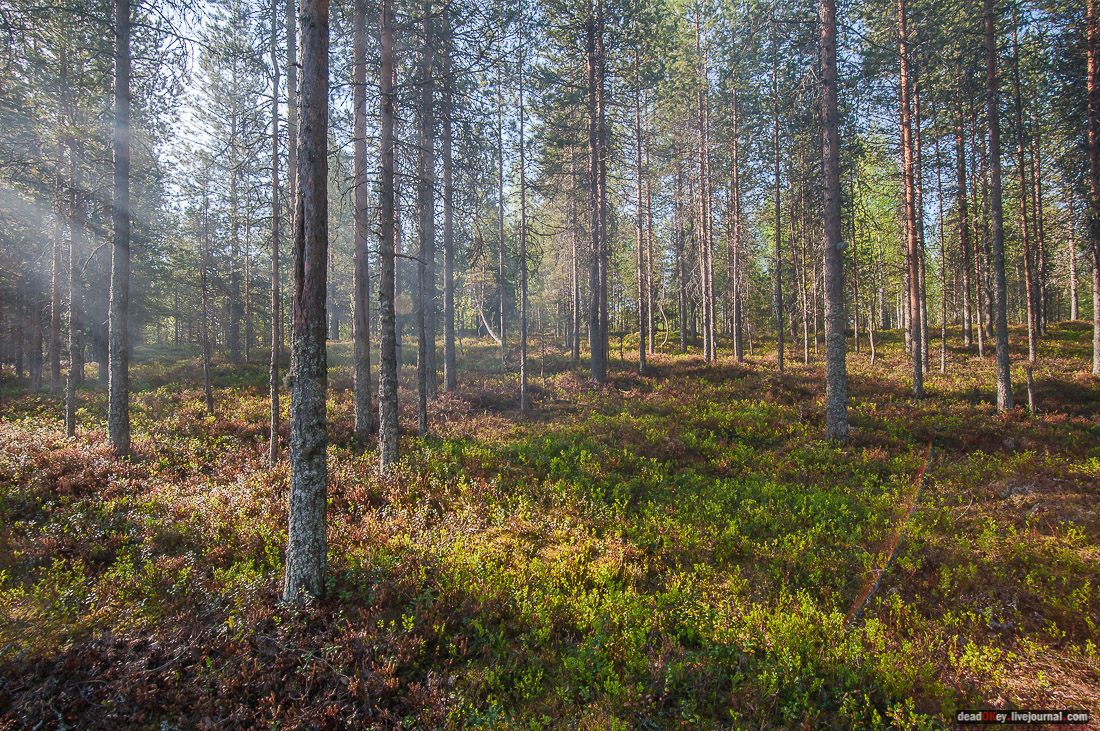 Россия, Карелия, Кондопожский район, Вендеры, Сяпчозеро, Спасская Губа