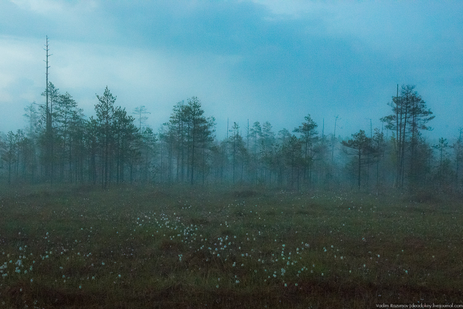 Центрально-лесной государственный природный биосферный заповедник, Нелидовский район, Тверская область, пос. Заповедный