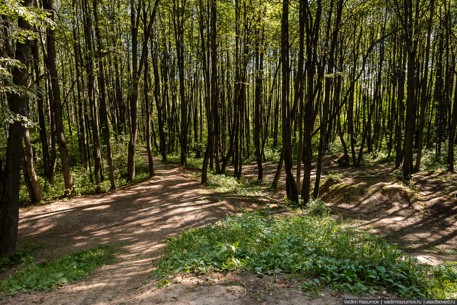 Усадьба Заболотье, парк, курганы, Долгопрудный, Москва