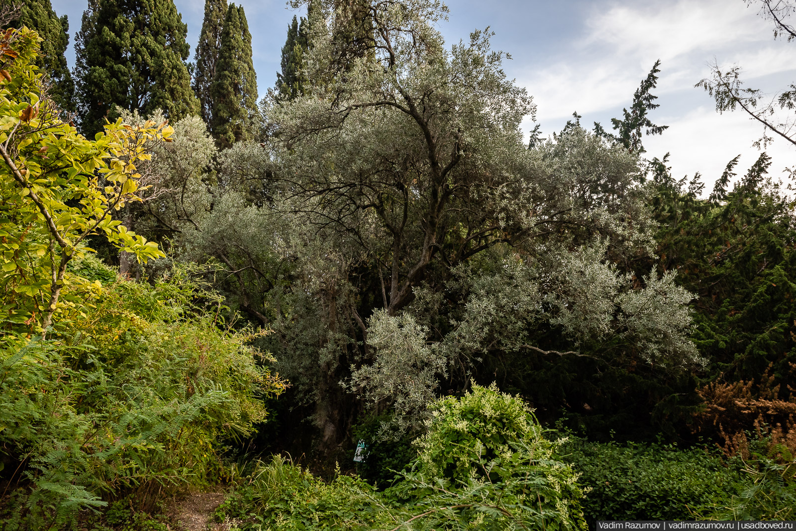 Никитский ботанический сад